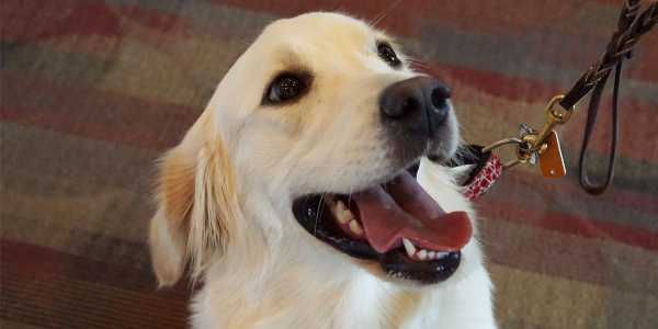 facility dog at warwick school district